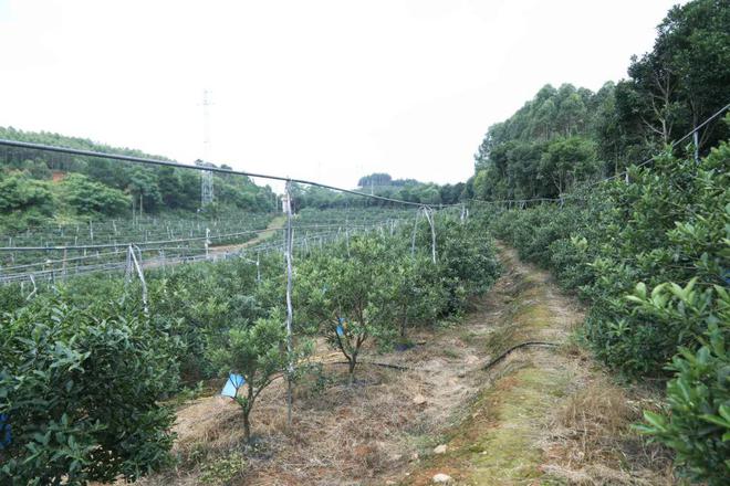 金桔地里开直播果农云端学技术(图1)