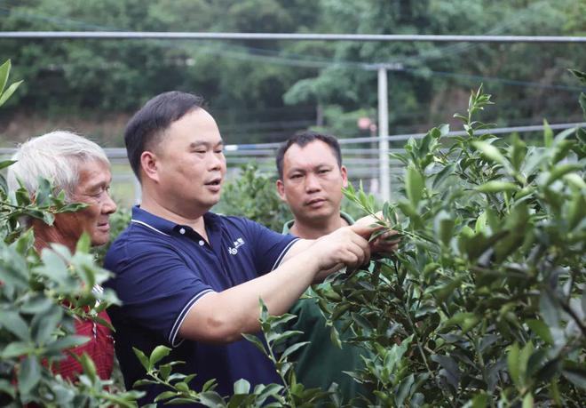 金桔地里开直播果农云端学技术(图2)