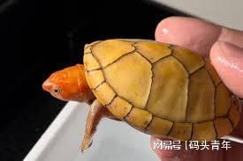 KAIYUN：小众兴趣撬动实体经济新动能抖音电商启动兴趣产业带扶持计划(图3)
