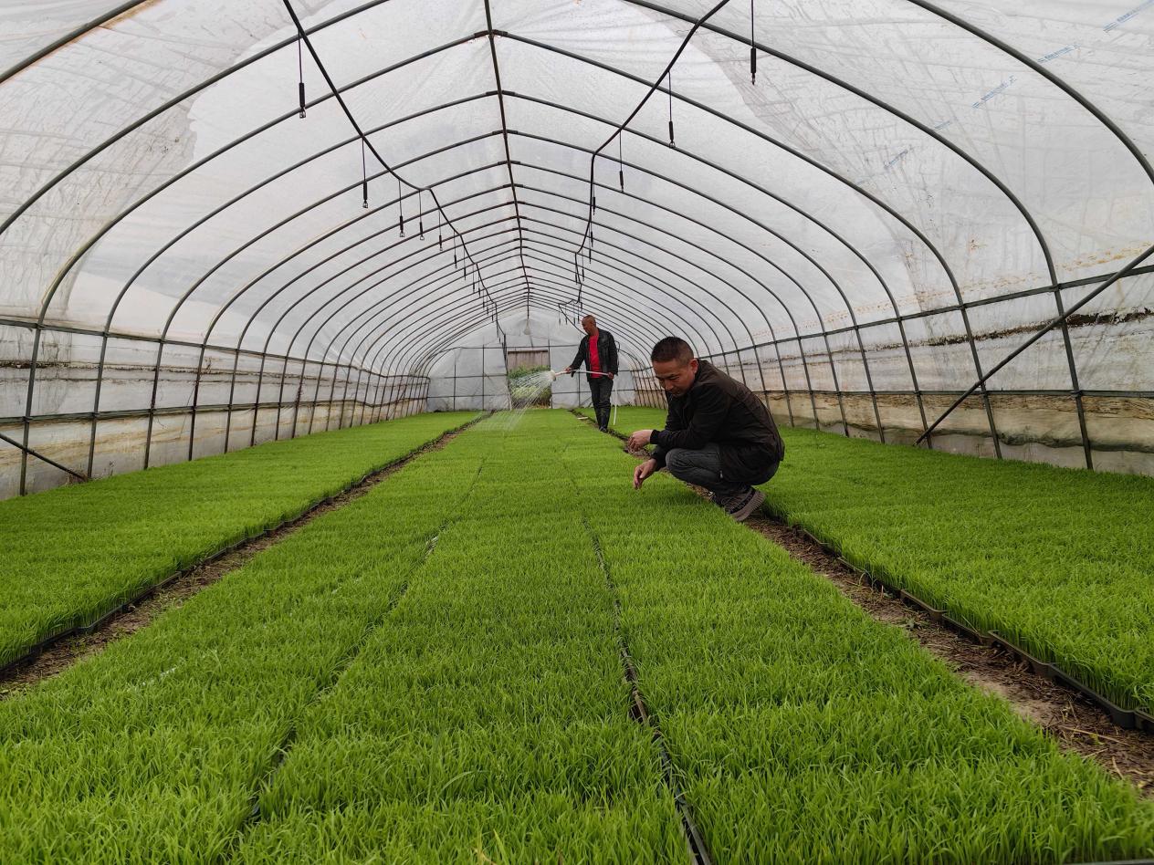 KAIYUN入口：东至县张溪镇：三翼齐飞绘就乡村振兴新图景(图2)