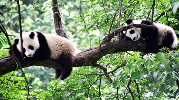 祥源战略投资海昌海洋公园打造中国文旅新标杆(图4)