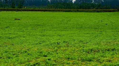 千亿级艾草产业皖北有机会(图8)