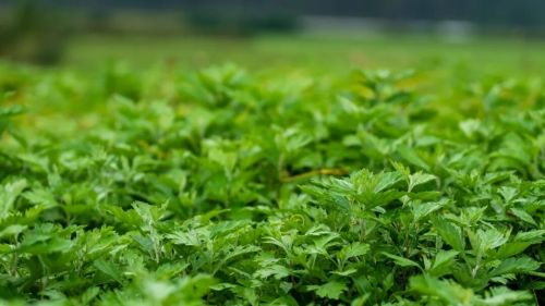 千亿级艾草产业皖北有机会(图15)