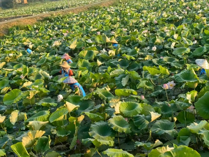 郑蒲港新区白桥镇：“小莲子”撑起“大产业